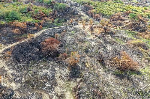 Biosphoto | 2628404 | 190 hectares de végétation ravagés par les flammes lors de l'incendie du 12/08/2026 dans les dunes du Mont St Frieux à Dannes, Côte d'Opale, Pas de Calais, France - Photo aérienne prise 3 semaines après l'incendie. | &copy; Yann Avril / Biosphoto