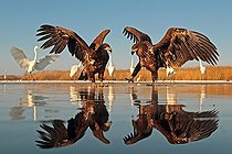 Biosphoto | 2057646 | 2 White-tailed Eagles with outstretched wings | &copy; Marc Costermans / Biosphoto