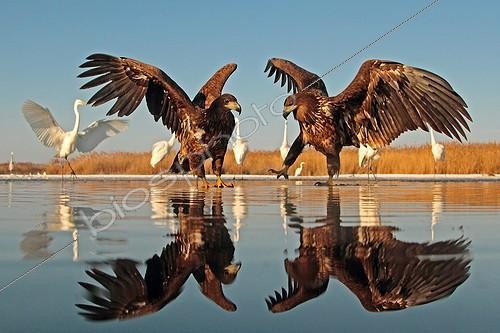 Biosphoto | 2057646 | 2 White-tailed Eagles with outstretched wings | &copy; Marc Costermans / Biosphoto