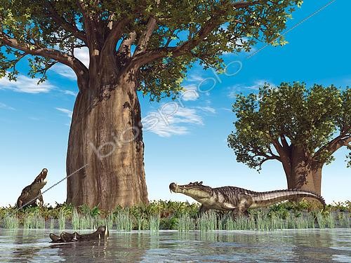 Biosphoto | 2479082 | 20-foot-long, 1-ton mahajangasuchid crocodyliforms of the genus Kaprosuchus mill about at water's edge near a baobab tree 95 million years ago in what is today Africa. A distant relative of the crocodile, and somewhat larger than modern saltwater crocodiles, Kaprosuchus is notable for boar-like tusks that that project above and below its skull (lending it the nickname BoarCroc). With legs longer than modern crocodiles', Kaprosuchus may have roamed Africa's plains in search of prey which likely included dinosaurs. . Baobabs, trees of the genus Adansonia from the mallow family, are large, drought-resistant trees with very thick trunks (a much as 40 feet in diameter) and growing as tall as 100 feet. The thick trunks can store an enormous amount of water. Baobabs are deciduous, shedding their leaves during the dry season. . The ground foliage is made up of varieties of fern while the reed-like water plants are in fact horsetails. | &copy; Walter Myers / Stocktrek Images / Biosphoto