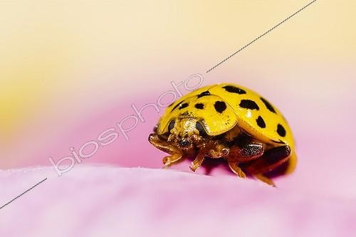 Biosphoto | 1987731 | 22-spot ladybird on Rose petal - Alsace France  | &copy; Benoît Personnaz / Biosphoto