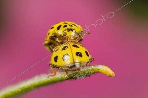 Biosphoto | 2009872 | 22-spot ladybirds mating - Alsace France | &copy; Benoît Personnaz / Biosphoto