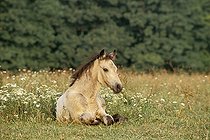 Biosphoto | 1500681 | 3 months old Connemara pony foal lying in a meadow | &copy; Manfred Grebler / imageBROKER / Biosphoto
