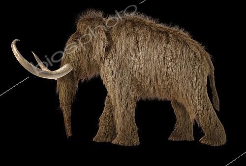 Biosphoto | 2478899 | 3D illustration of a woolly mammoth. Side view on black background with drop shadow. | &copy; Leonello Calvetti / Stocktrek Images / Biosphoto