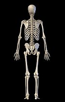 Biosphoto | 2475986 | 3D illustration of full body human skeletal system, rear view on black background. | &copy; Leonello Calvetti / Stocktrek Images / Biosphoto