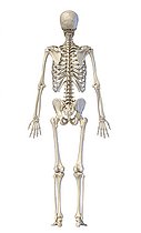 Biosphoto | 2475987 | 3D illustration of full body human skeletal system, rear view on white background. | &copy; Leonello Calvetti / Stocktrek Images / Biosphoto