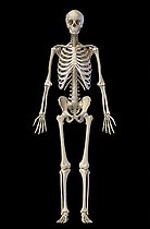 Biosphoto | 2475992 | 3D illustration of full body human skeletal system, front view on black background. | &copy; Leonello Calvetti / Stocktrek Images / Biosphoto