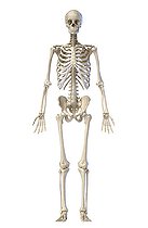 Biosphoto | 2475993 | 3D illustration of full body human skeletal system, front view on white background. | &copy; Leonello Calvetti / Stocktrek Images / Biosphoto