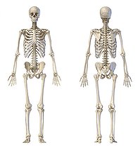 Biosphoto | 2475989 | 3D illustration of full body male skeleton. Front and rear view on white background. | &copy; Leonello Calvetti / Stocktrek Images / Biosphoto