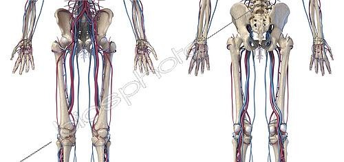 Biosphoto | 2476113 | 3D illustration of hip, legs and hands of skeletal system with arteries and veins. Rear and front view on white background. | &copy; Leonello Calvetti / Stocktrek Images / Biosphoto