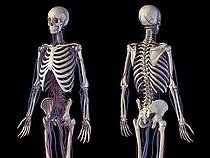 Biosphoto | 2476079 | 3D illustration of human skeletal and cardiovascular systems. Front and back perspective views on black background. | &copy; Leonello Calvetti / Stocktrek Images / Biosphoto