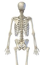 Biosphoto | 2476074 | 3D illustration of human skeletal system. Rear view on white background. | &copy; Leonello Calvetti / Stocktrek Images / Biosphoto