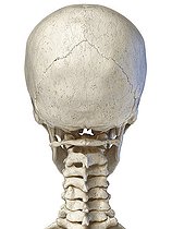 Biosphoto | 2475945 | 3D illustration of human skull anatomy, rear view on white background | &copy; Leonello Calvetti / Stocktrek Images / Biosphoto