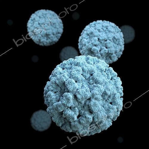 Biosphoto | 2475443 | 3D illustration of norovirus virions set against a black background. This artistic recreation is based upon scanning electron microscopic (SEM) imagery.
 | &copy; Stocktrek Images / Biosphoto
