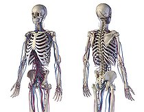 Biosphoto | 2476080 | 3D illustration of skeletal and cardiovascular systems. Front and back perspective views on white background. | &copy; Leonello Calvetti / Stocktrek Images / Biosphoto