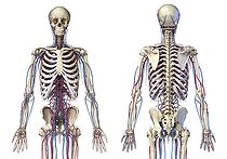 Biosphoto | 2476083 | 3D illustration of skeletal and cardiovascular systems. Front and back perspective views on white background. | &copy; Leonello Calvetti / Stocktrek Images / Biosphoto