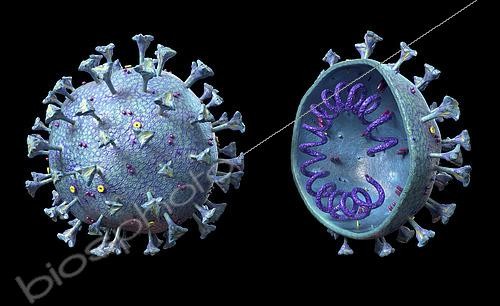 Biosphoto | 2476162 | 3D illustration of the COVID-19 coronavirus with cross section. | &copy; Leonello Calvetti / Stocktrek Images / Biosphoto
