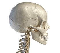 Biosphoto | 2475963 | 3D illustration of the human skull, lateral view on white background. | &copy; Leonello Calvetti / Stocktrek Images / Biosphoto
