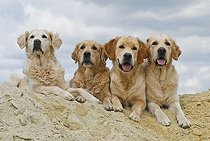 Biosphoto | 1445606 | 4 four Golden Retrievers lying on a sand hill | &copy; Picani / imageBROKER / Biosphoto