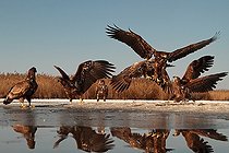 Biosphoto | 2057650 | 6 juvenile White-tailed Eagles | &copy; Marc Costermans / Biosphoto