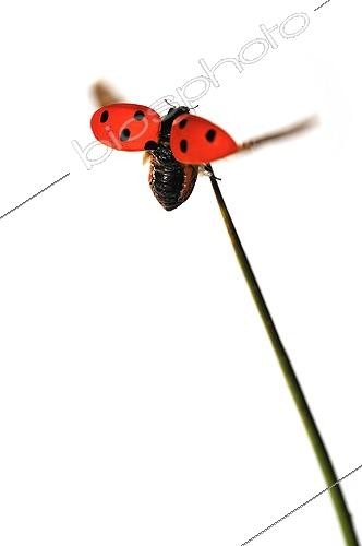 Biosphoto | 1994260 | 7 points ladybug flying a Sedge rod on white background | &copy; Robin Fourré / Biosphoto