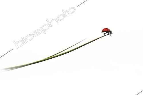 Biosphoto | 1994261 | 7 points ladybug on a Sedge rod on white background | &copy; Robin Fourré / Biosphoto