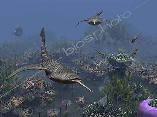 Biosphoto | 2479076 | 8-inch-long jawless fish of the genus Doryaspis swim amongst a bed of Anthozoa of the order Actiniaria (AKA sea anemones) 410 million years ago in what is today the Svalbard archipelago in Norway. Doryaspis (AKA Lyktaspis) was armored with bony spines and a long snout that had spines set along its length (somewhat like the saw of a modern sawfish). Doryaspis' mouth opened above, rather than below the snout, and is believed to have dined on plankton. However the snout may have been used to stir up small crustaceans from the mud or sand. . In addition to a variety of anemones are palm-like crinoids (class Crinoidea), pentagonal-shaped sea stars, nautilus-like ammonites, and squid-like nautiloid cephalopods of the genus Orthoceras. | &copy; Walter Myers / Stocktrek Images / Biosphoto
