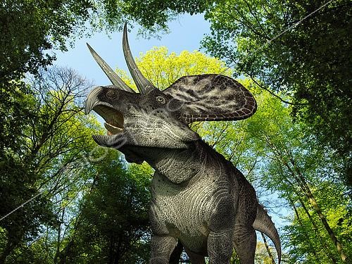 Biosphoto | 2479054 | A 10 foot long, 250 pound Zuniceratops wanders a Cretaceous forest 90 million years ago in what is today New Mexico. . . Like the better known and larger Triceratops, Zuniceratops was a Ceratopsid, a family of four-legged plant-eating dinosaurs characterized by beaks, rows of shearing teeth in the back of the jaw, and elaborate horns and frills. While they resemble defensive shields, the frills are in fact relatively fragile, suggesting that they may have served a purpose other than protecting against a brute force attack. One possibility is that the frills were employed as visual displays in order to intimidate rivals and attract the opposite sex. | &copy; Walter Myers / Stocktrek Images / Biosphoto