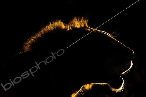 Biosphoto | 2493220 | A backlit portrait of a lion, Panthera leo, at sunset. Voi, Tsavo Conservation Area, Kenya. | &copy; Sergio Pitamitz / Biosphoto