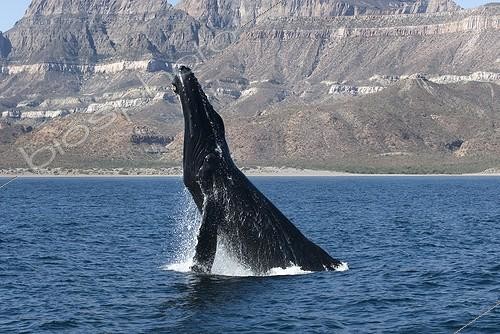 Biosphoto | 1293708 | A breaching humpback whale Gulf of California | &copy; Christopher Swann / Biosphoto
