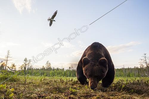 Biosphoto | 2493012 | A close up wide angle picture of a European brown bear, Ursus arctos arctos, taken by a remote camera. Kuhmo, Oulu, Finland. | &copy; Sergio Pitamitz / Biosphoto