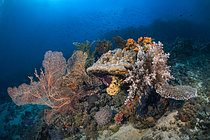 Biosphoto | 2609375 | A coral potato full of life that survived the marine heatwaves of 2024 and Cyclone Chido in December 2024. Photo taken in August 2025 at a depth of 20 meters. Rocci reef, Mayotte | &copy; Gabriel Barathieu / Biosphoto