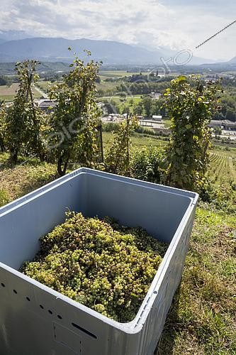 Biosphoto | 2592959 | A crate filled with bunches of white grapes from an organic production (AB Agriculture Biologique) Roussanne vineyard to make white wine, AOC Chignin Bergeron on harvest day between Montmelian and Chignin in Francin, France | &copy; Antoine Boureau / Biosphoto