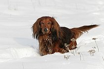 Biosphoto | 1452467 | A dachshund in the snow | &copy; Christoph Becker / imageBROKER / Biosphoto