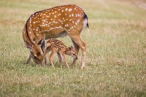 Biosphoto | 2598114 | A Dybowski doe (Cervus nippon hortulorum) nurses and suckles her calf on a green meadow | &copy; photoholic / imageBROKER / Biosphoto