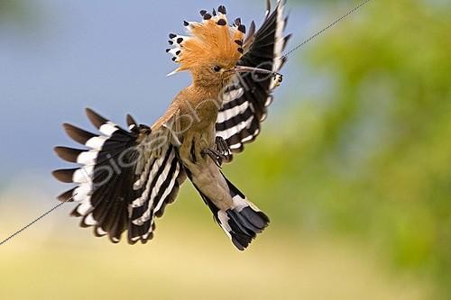 Biosphoto | 716217 | A Eurasian Hoopoe flying to its nest Alsace | &copy; Berndt Fischer / Biosphoto