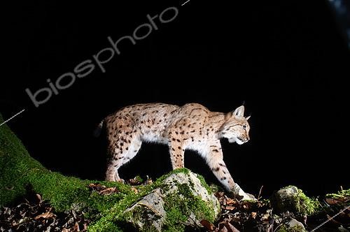Biosphoto | 2581504 | a European lynx (lynx lynx) crossing a small ridge at night. Photographed with a DSLR camera trap. Eastern Jura, Switzerland | &copy; Daniel Zuppinger / Biosphoto