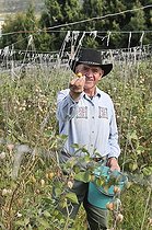 Biosphoto | 1610325 | A farmer wearing a cowboy hat harvesting Cape gooseberries (Physalis peruviana), Mochuelo Alto, Bogota, Colombia, South America | &copy; Florian Kopp / imageBROKER / Biosphoto