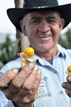 Biosphoto | 1610326 | A farmer wearing a cowboy hat presenting his Cape gooseberries (Physalis peruviana), Mochuelo Alto, Bogota, Colombia, South America | &copy; Florian Kopp / imageBROKER / Biosphoto