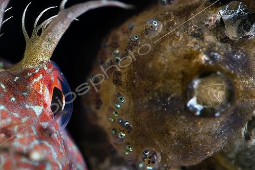 Biosphoto | 2118779 | A father Butterfly Blenny (Blennius ocellaris) mindful of its next generation, Tyrrhenian Sea | &copy; Pasquale Vassallo / Biosphoto