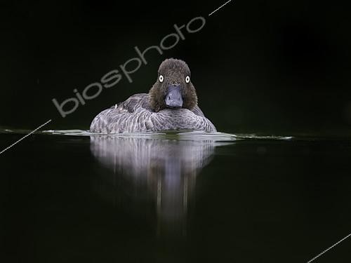 Biosphoto | 2397289 | A female Goldeneye (Bucephala clangula) in overcast conditions in the Peak District National Park, UK | &copy; Tesni Ward / Biosphoto