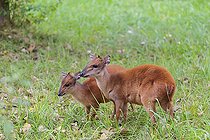 Biosphoto | 2598109 | A female red forest duiker, Natal duiker or Natal red duiker (Cephalophus natalensis) stands with its calf on a green meadow and licks it | &copy; photoholic / imageBROKER / Biosphoto