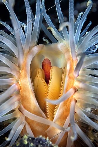 Biosphoto | 2118785 | A File shell (Limaria tuberculata), night dive, Tyrrhenian Sea | &copy; Pasquale Vassallo / Biosphoto