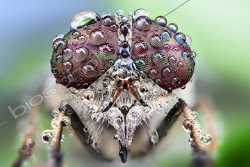 Biosphoto | 2141076 | A fly with drops of dew on its eyes Focus stacking of 40 images | &copy; Alberto Ghizzi Panizza / Biosphoto