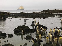 Biosphoto | 1483506 | A group of King Penguins (Aptenodytes patagonicus) with the ice breaker Captain Khlebnikov, Macquarie Island, Australia, Antarctic | &copy; Wolfgang Bechtold / imageBROKER / Biosphoto