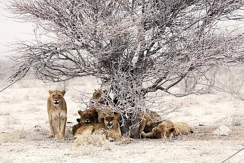 Biosphoto | 2614916 | A group of lionesses (Panthera leo) rest beneath an Acacia tree in Namibia's Etosha National Park. | &copy; Montgomery Gilchrist / Biosphoto