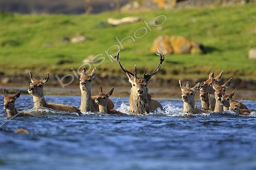 Biosphoto | 2577387 | A herd of Red Deer (Cervus elaphus) leaving an island and swimming in the sea. Island of Jura, Scotland | &copy; Christophe Perelle / Biosphoto