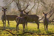 Biosphoto | 2609677 | A herd of red deer hind and a stag (Cervus elaphus) stand backlit on a meadow. Early morning light with a forest in mist and fall foliage in the background | &copy; photoholic / imageBROKER / Biosphoto