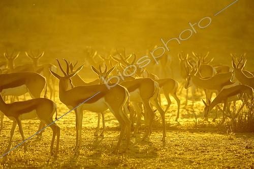 Biosphoto | 2069737 | A herd of springboks (Antidorcas marsupialis) at sunset in the Kalahari Desert, Kgalagad Transfrontier Park, North Cape, South Africa | &copy; Tina Malfilatre / Biosphoto