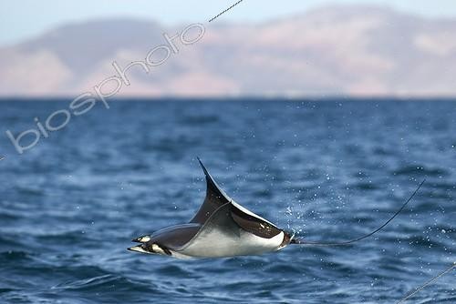 Biosphoto | 1293713 | A leaping mobula ray Gulf of California | &copy; Christopher Swann / Biosphoto